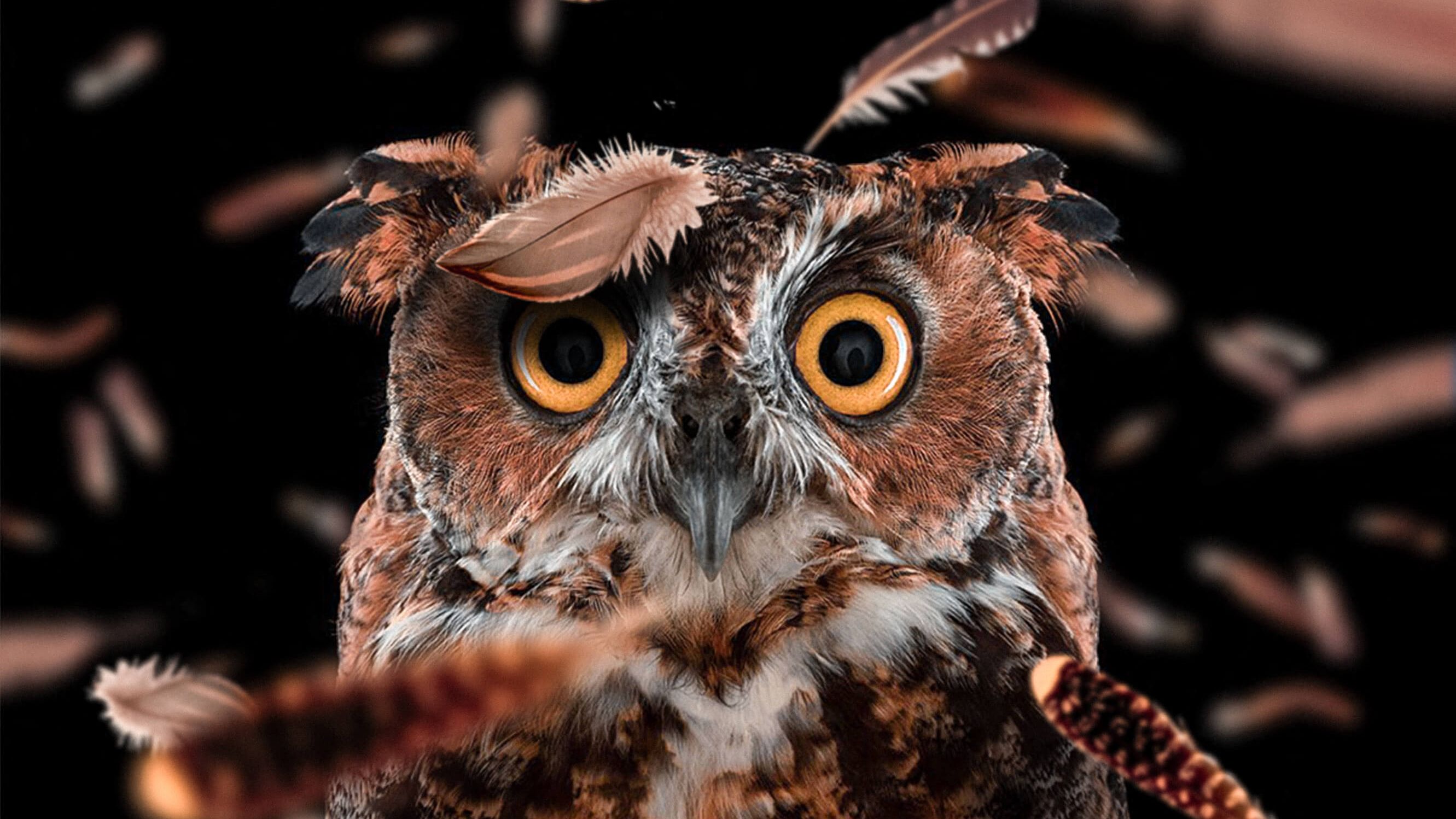 Detail Owl Hd Images Nomer 20