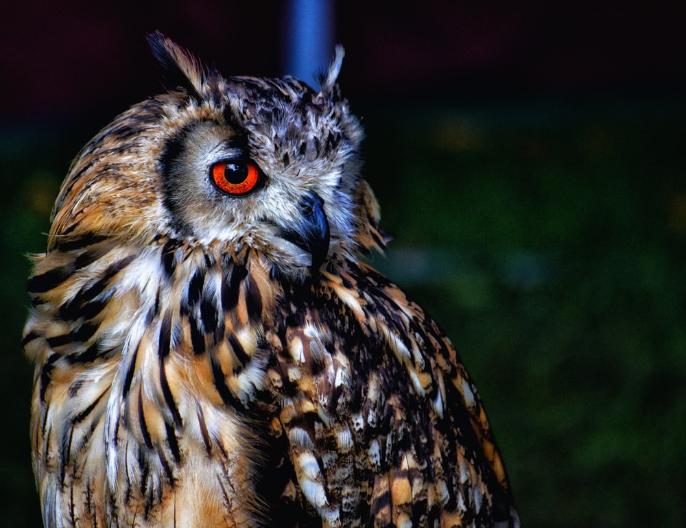 Detail Owl Hd Images Nomer 47