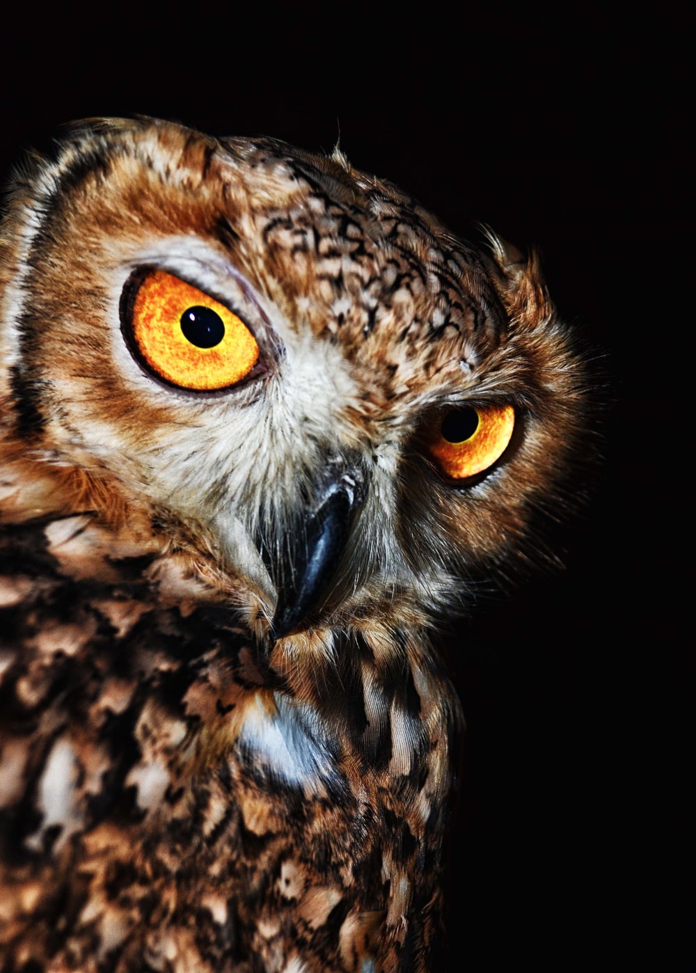 Detail Owl Hd Images Nomer 9