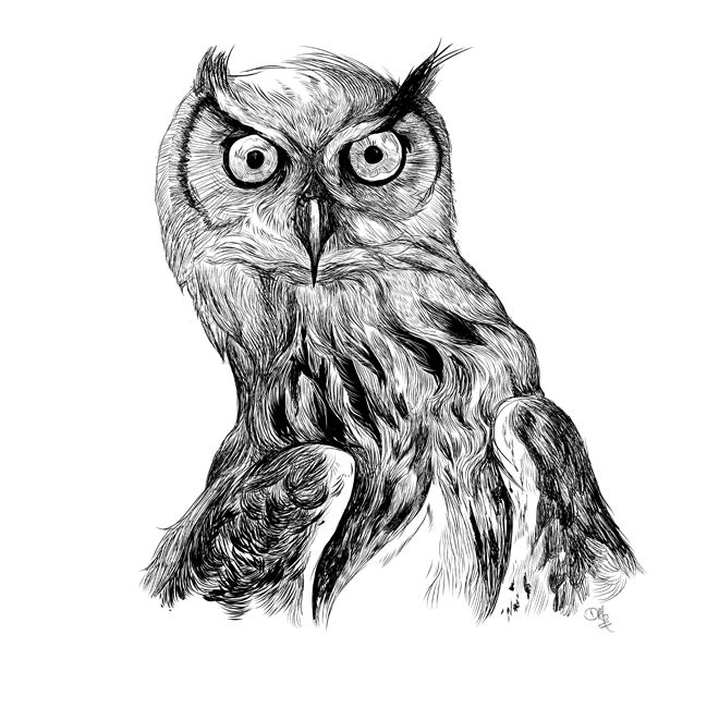 Detail Owl Hitam Putih Nomer 19