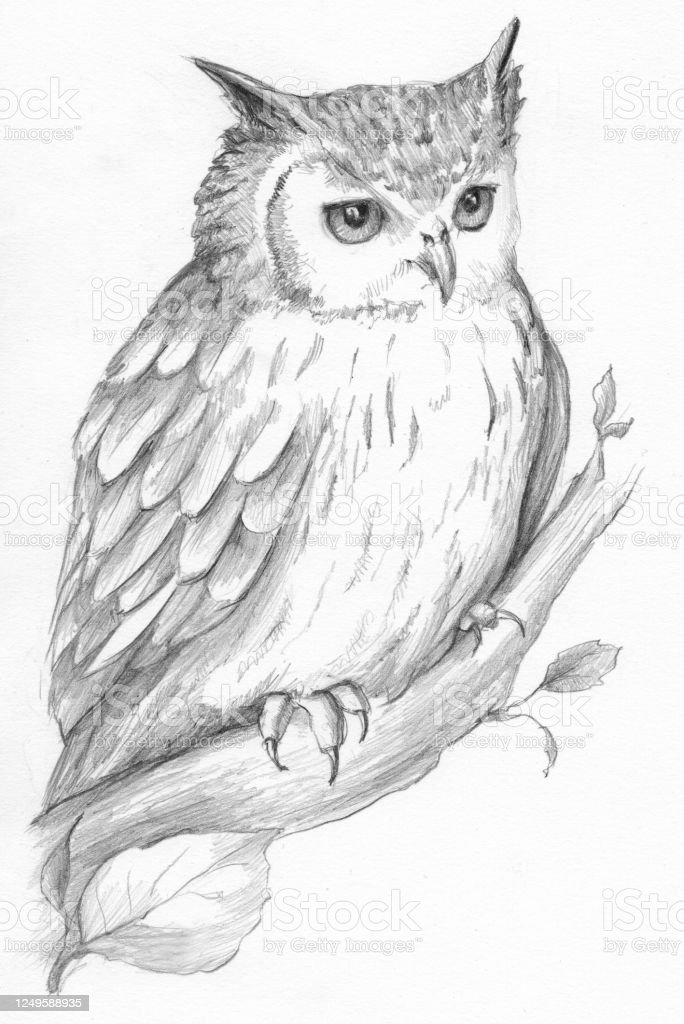 Detail Owl Hitam Putih Nomer 45