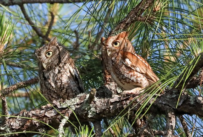 Detail Owl Images Nomer 23