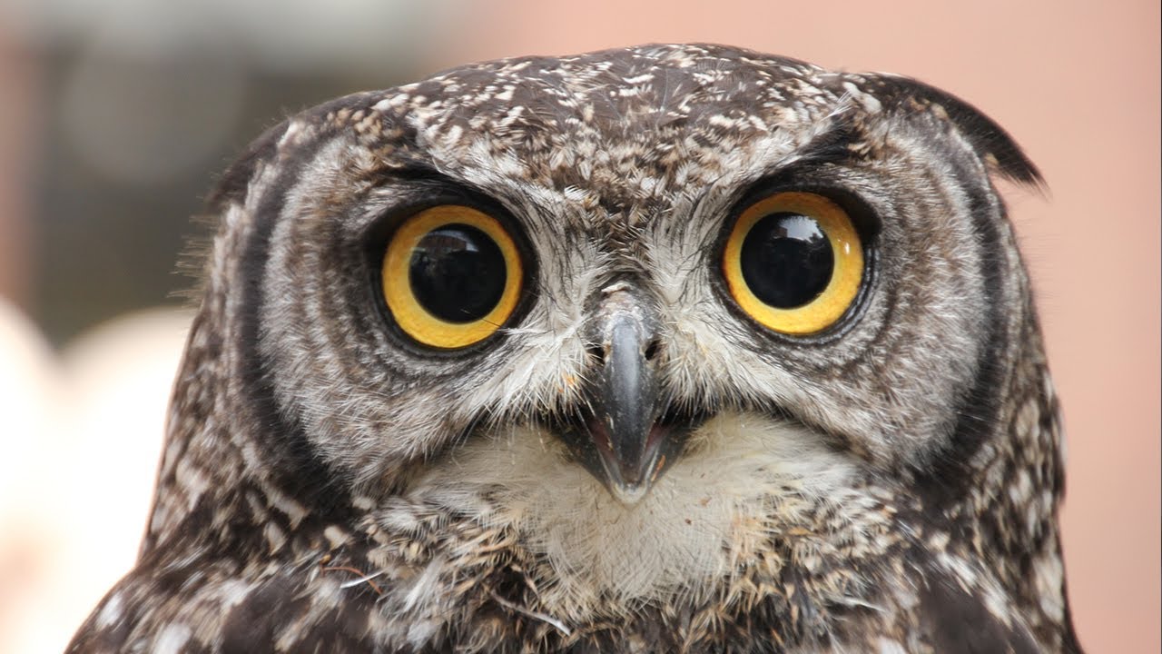 Detail Owl Images Nomer 26