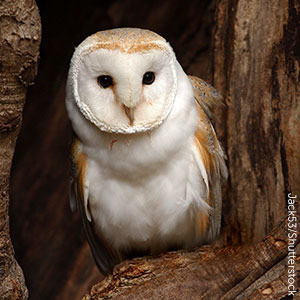 Detail Owl Images Nomer 28