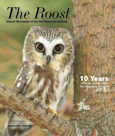 Detail Owl Images Nomer 36
