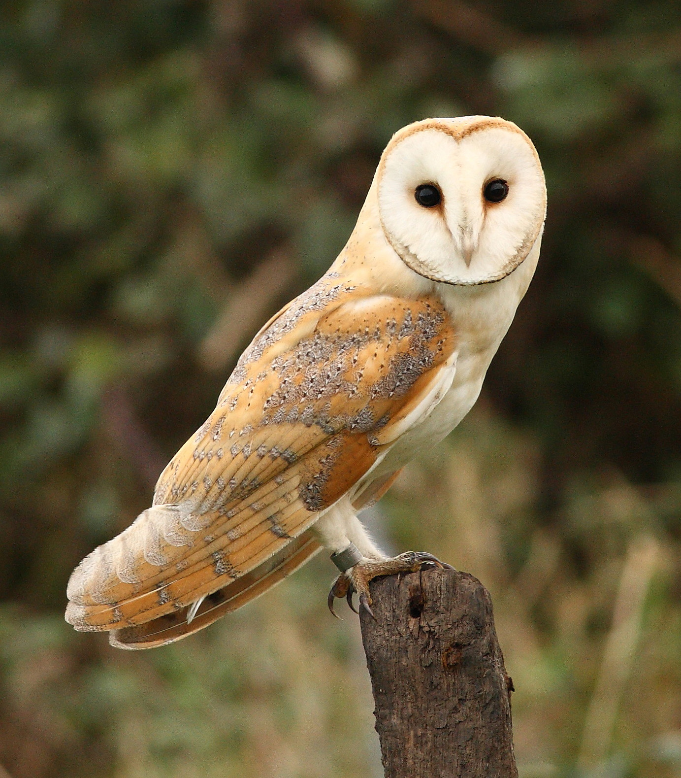 Detail Owl Images Nomer 37