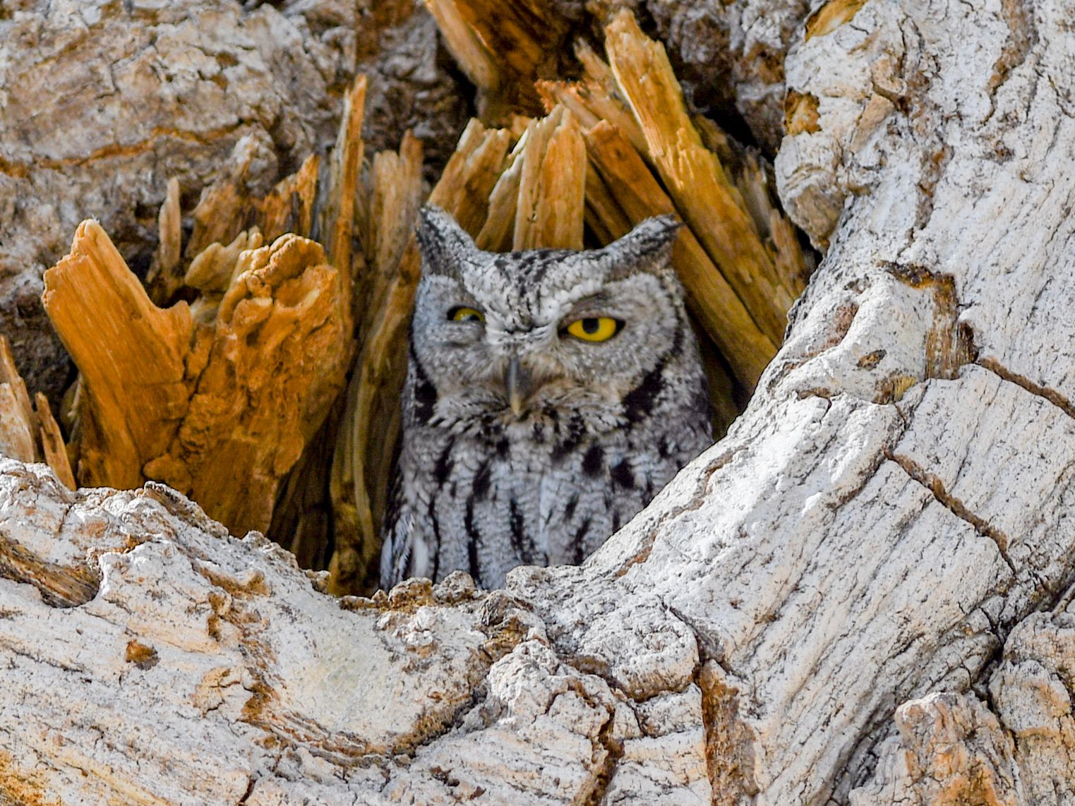 Detail Owl Images Nomer 40