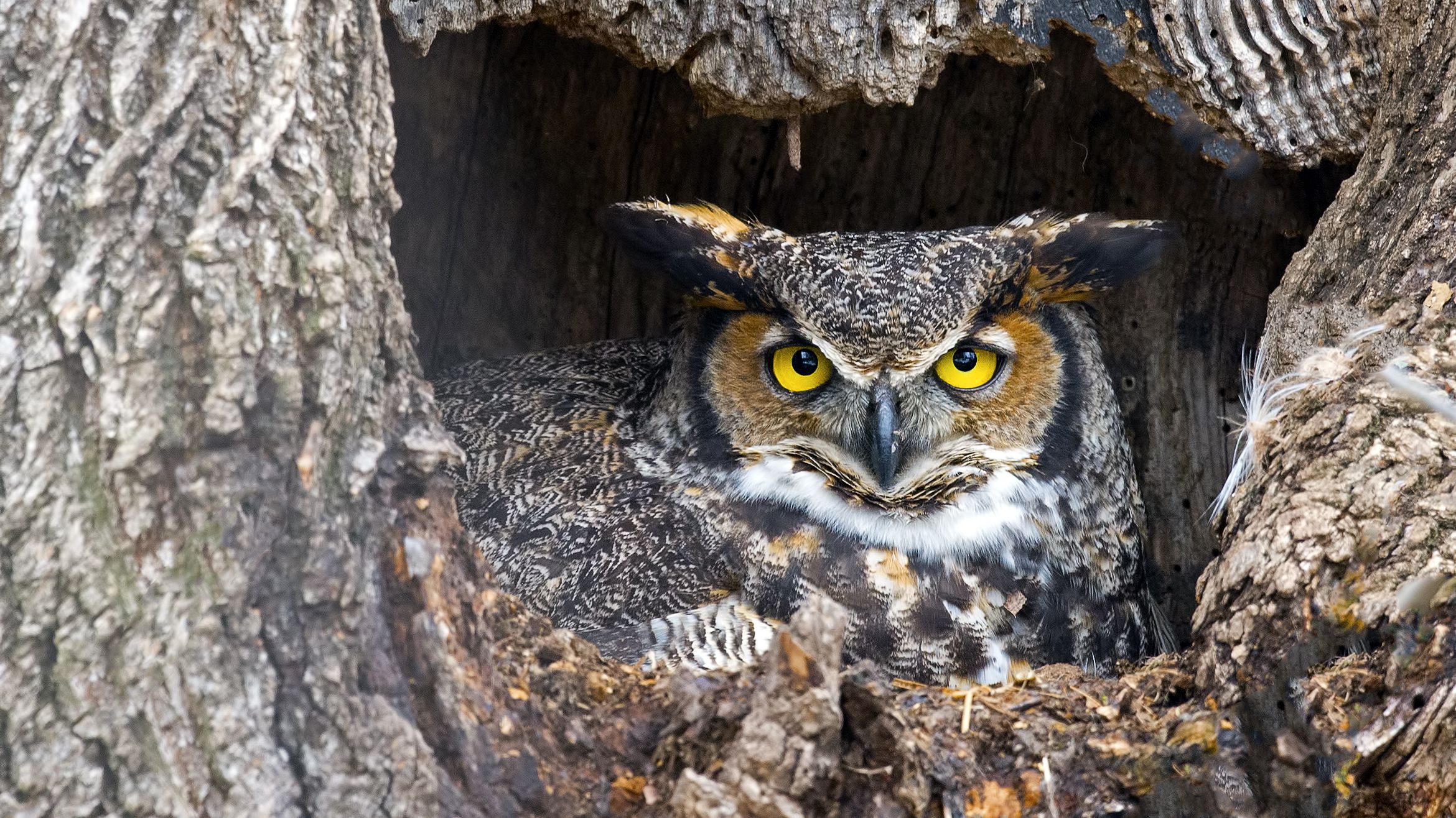 Detail Owl Images Nomer 41