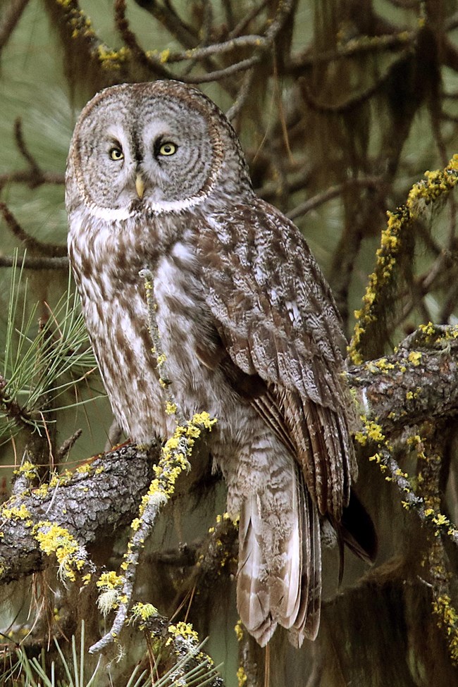 Detail Owl Images Nomer 42