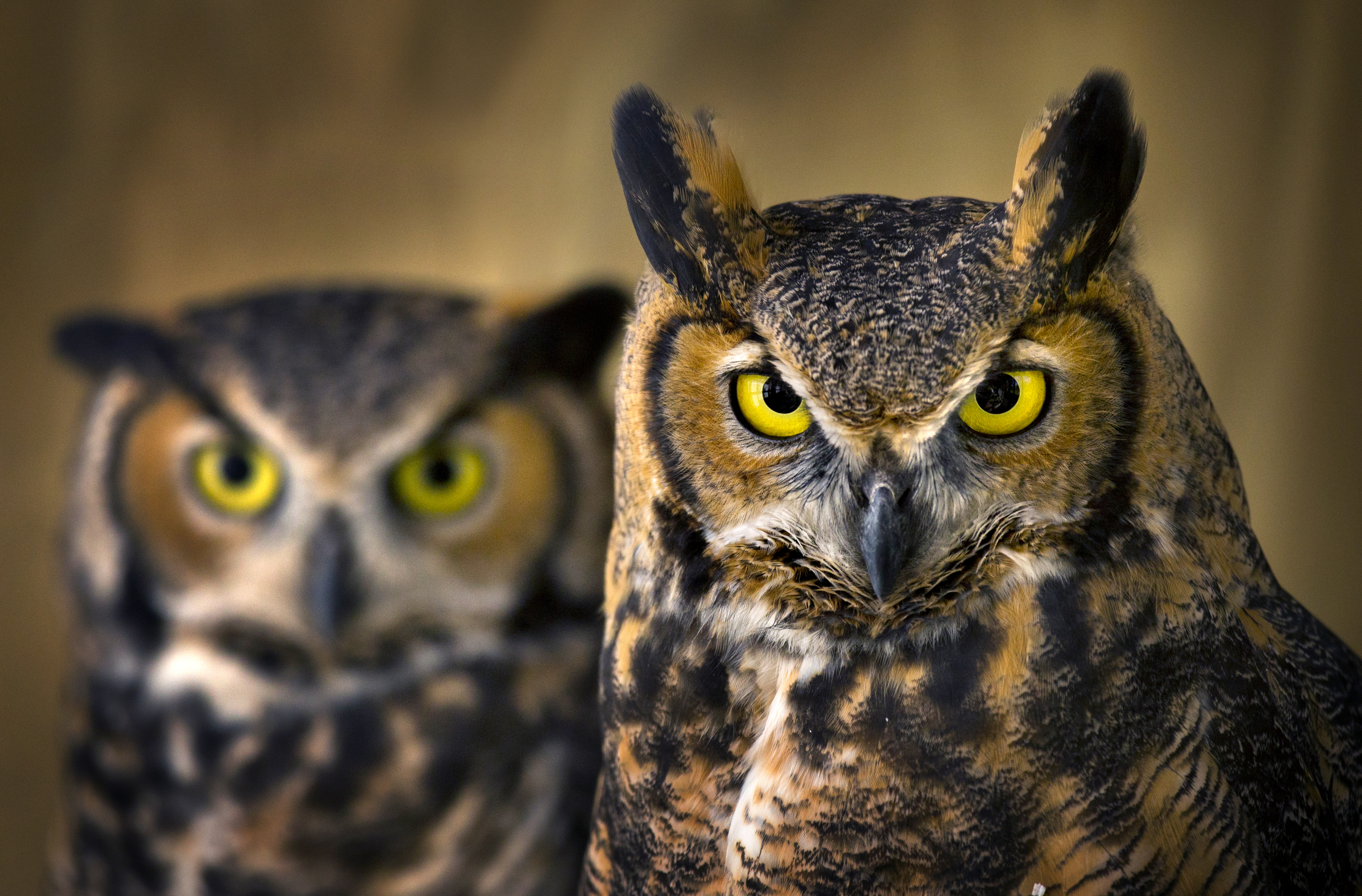 Detail Owl Images Nomer 48