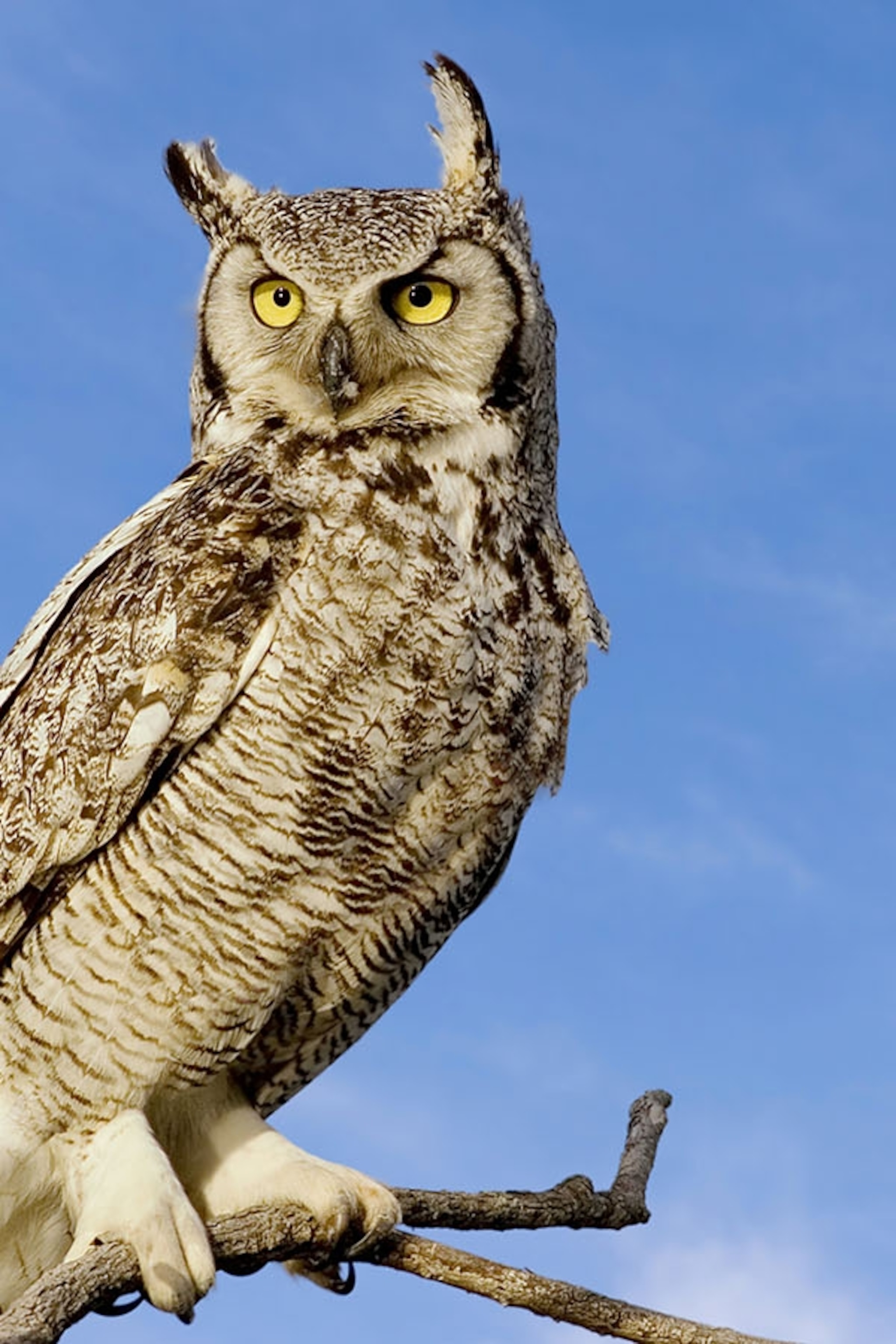 Detail Owl Images Nomer 6
