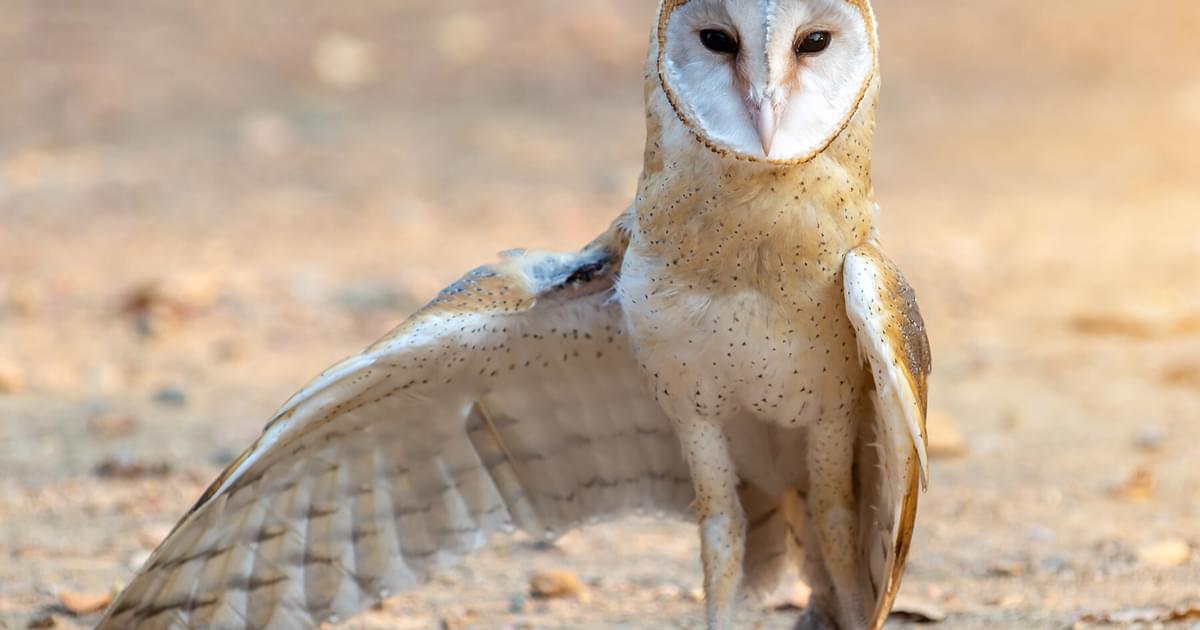 Detail Owl Images Nomer 50