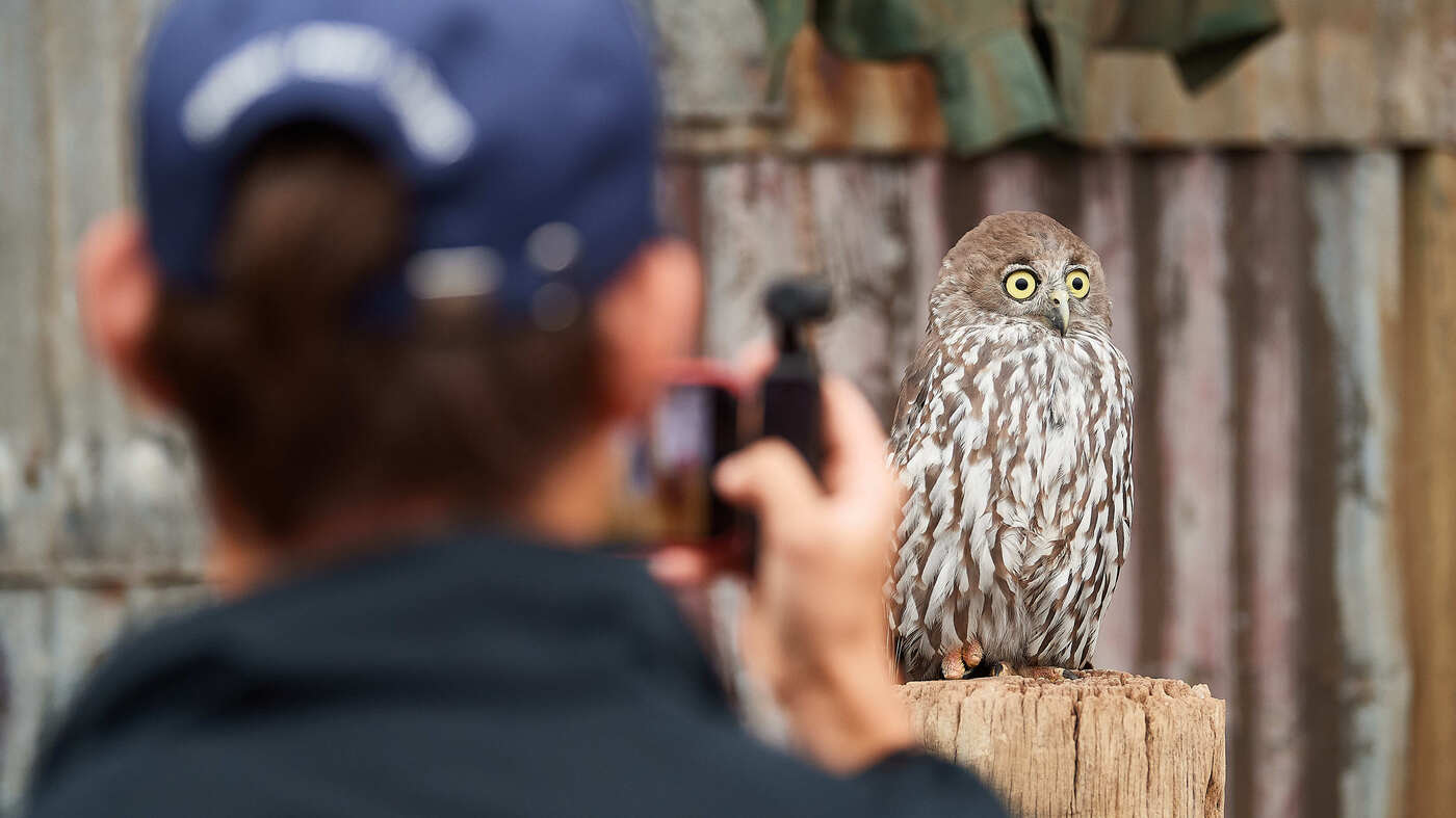 Detail Owl Images Nomer 51