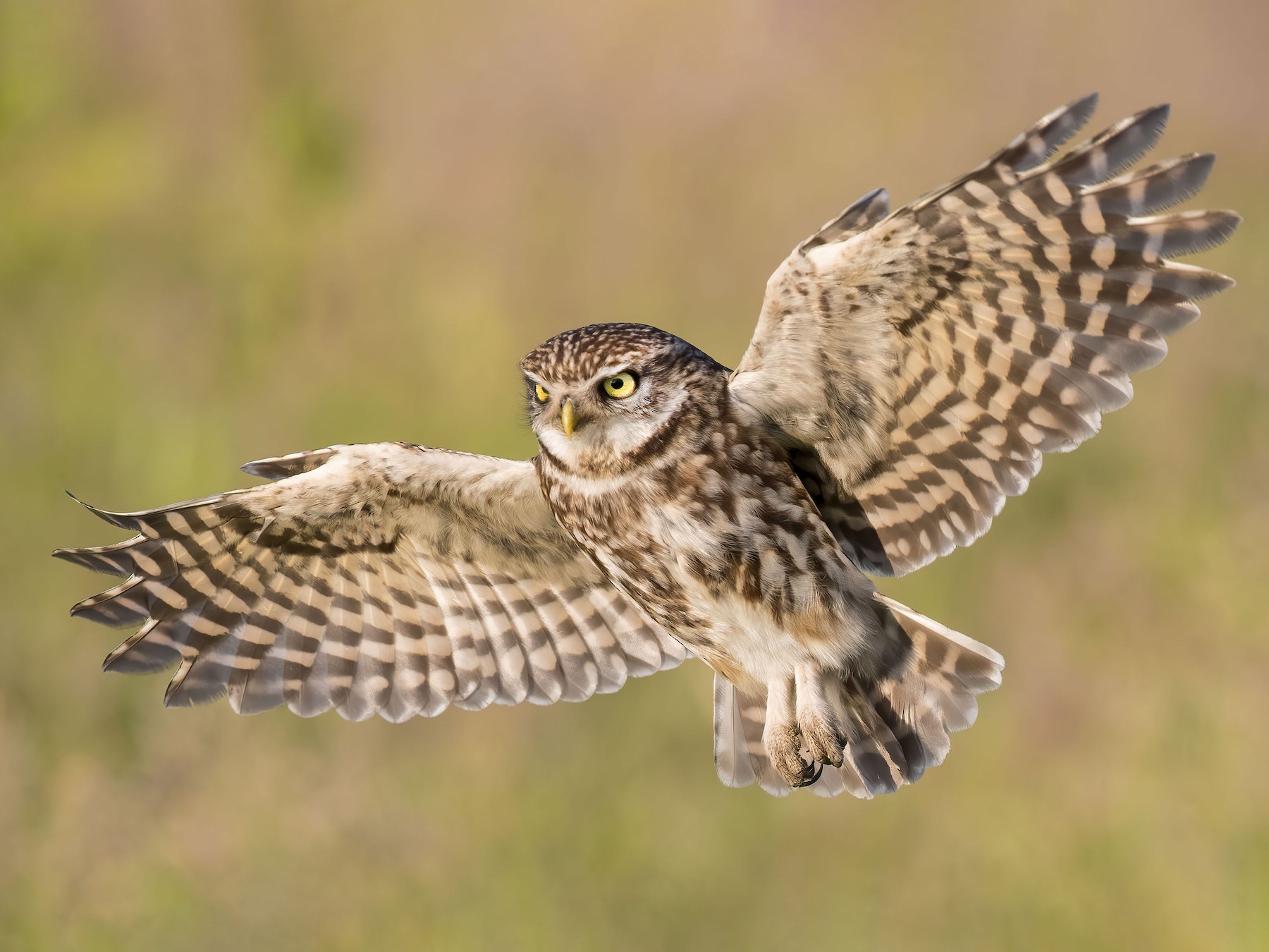 Detail Owl Images Nomer 53