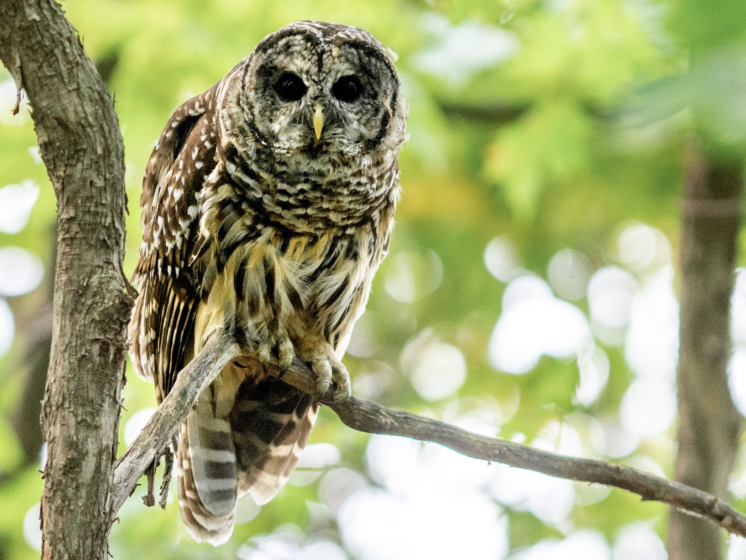 Detail Owl Images Nomer 56