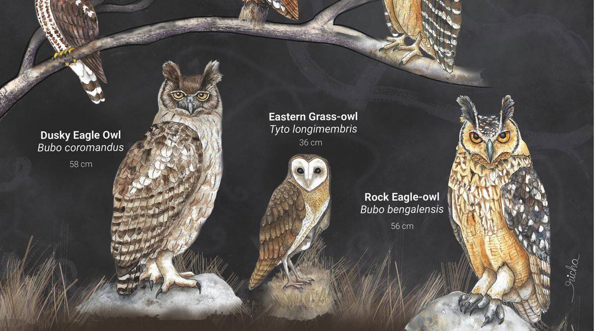 Detail Owl Images Nomer 57