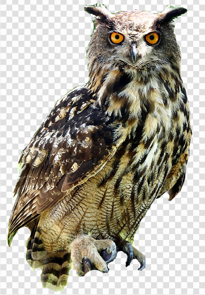 Detail Owl Images Download Nomer 19