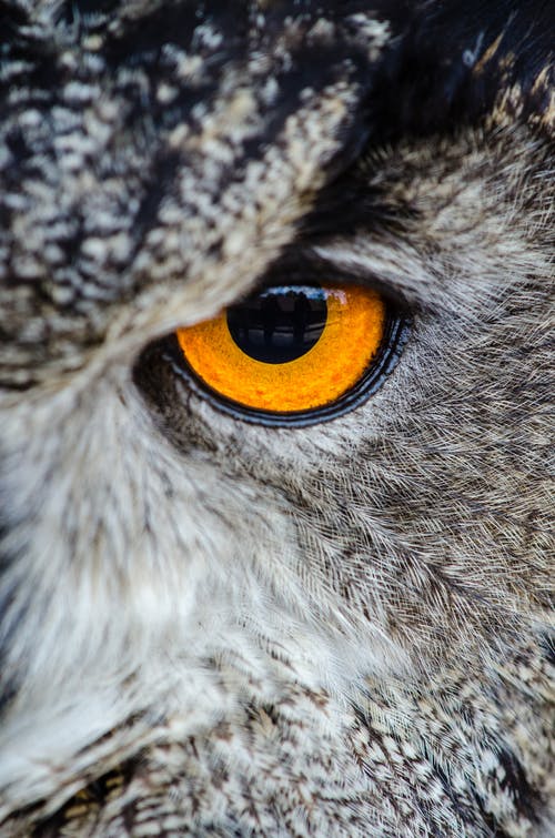 Detail Owl Images Download Nomer 21