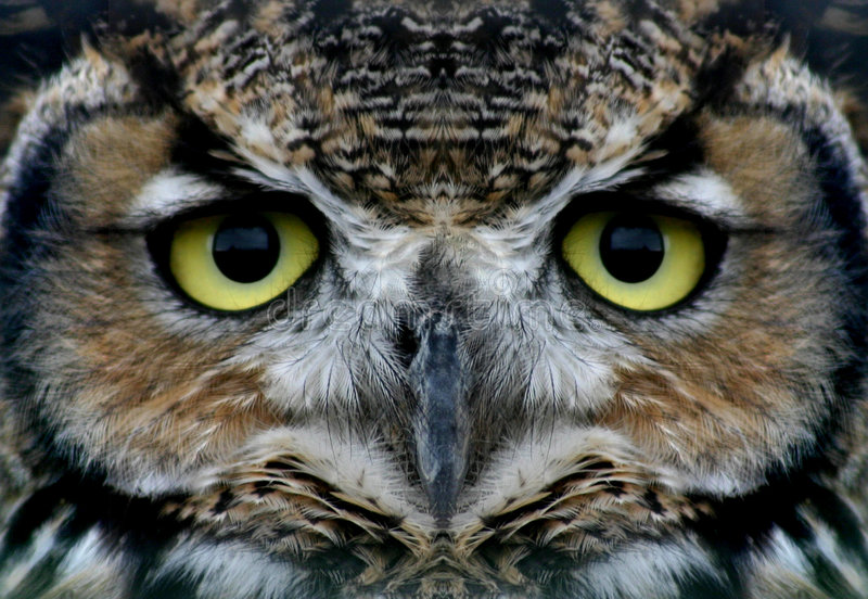 Detail Owl Images Download Nomer 22