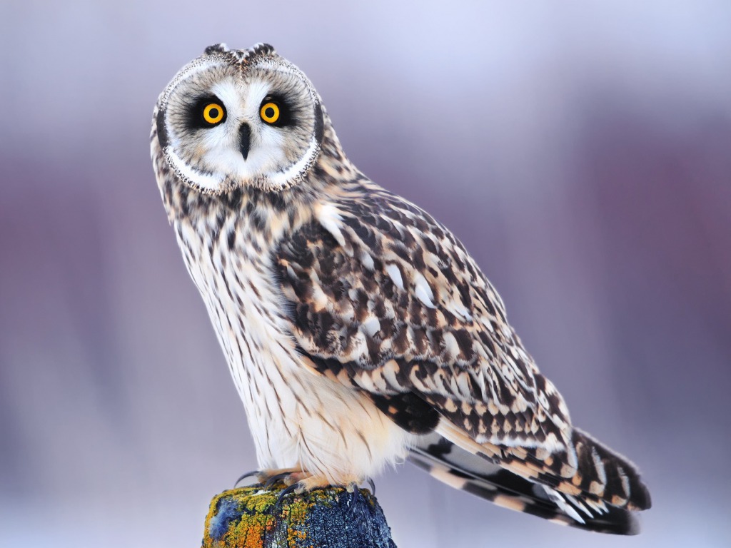 Detail Owl Images Download Nomer 24