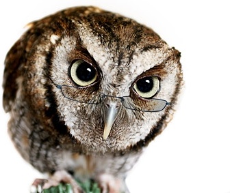 Detail Owl Images Download Nomer 30