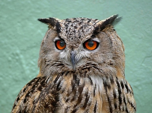 Detail Owl Images Download Nomer 32