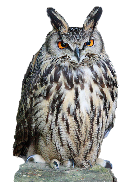 Detail Owl Images Download Nomer 36