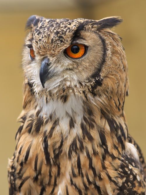 Detail Owl Images Download Nomer 40