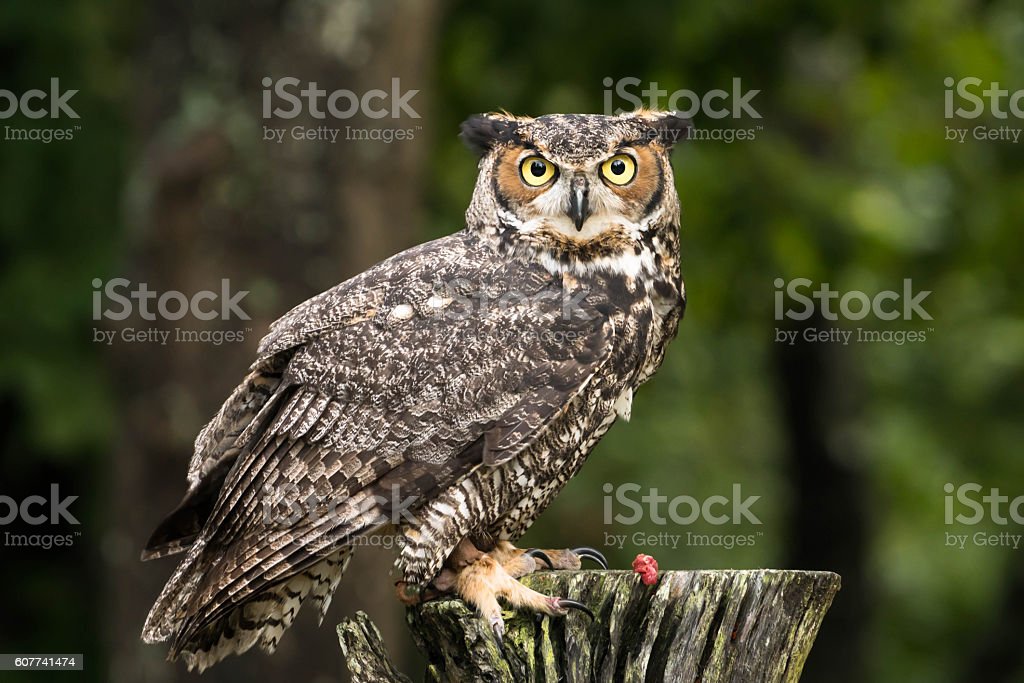 Detail Owl Images Download Nomer 49