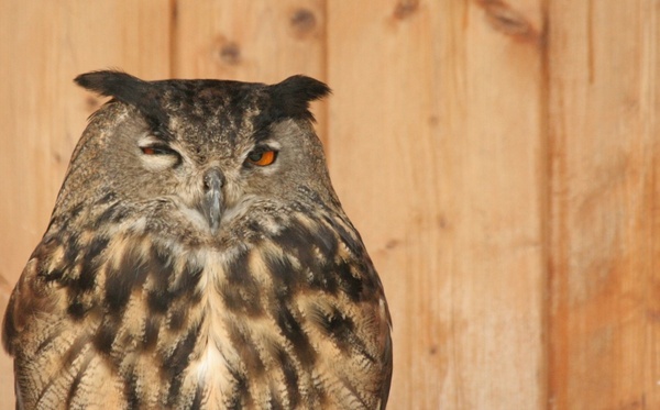 Detail Owl Images Download Nomer 50