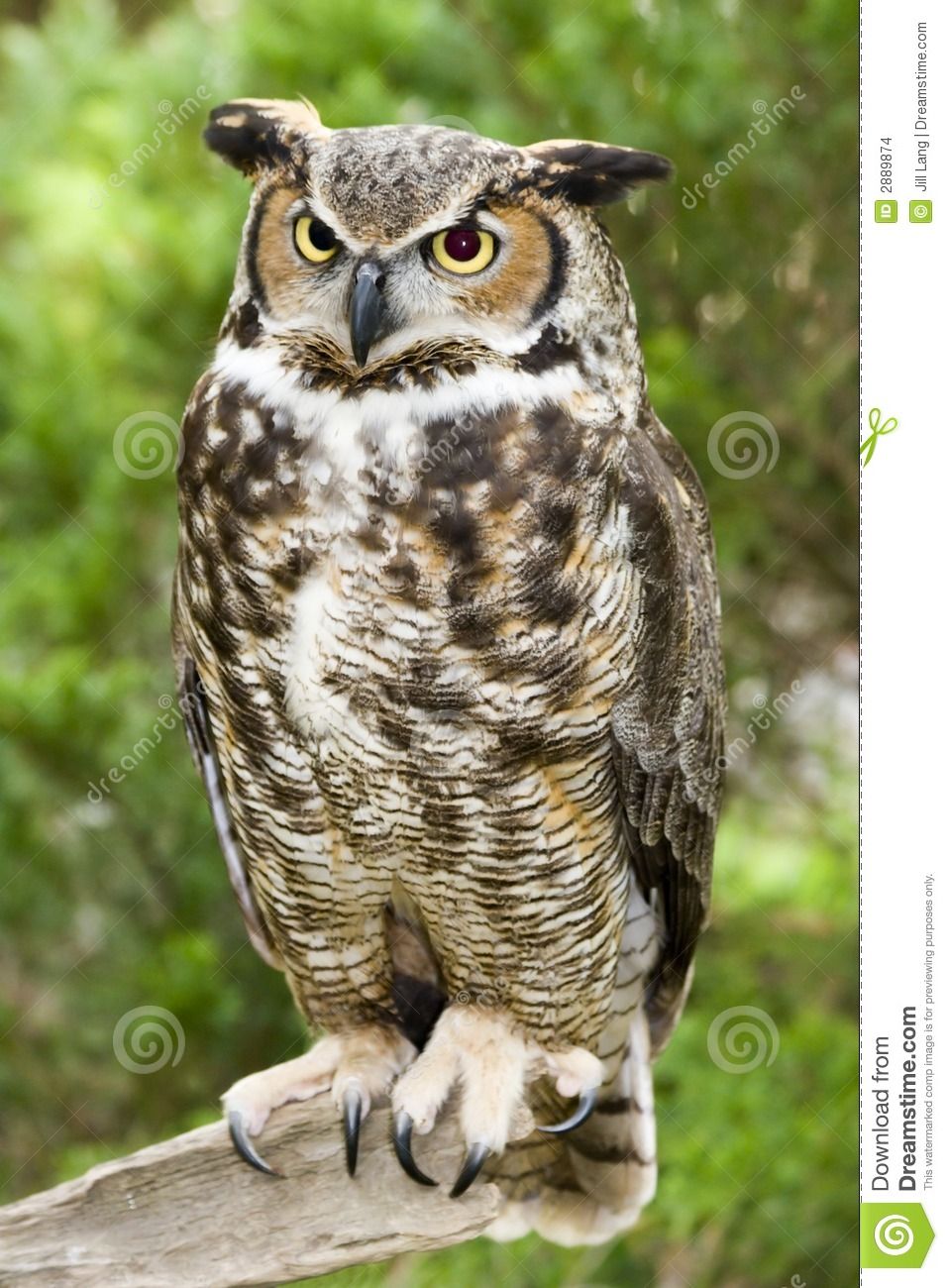 Download Owl Images Download Nomer 7