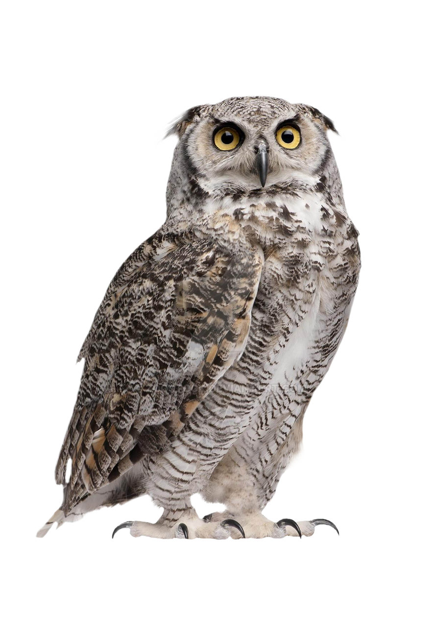 Owl No Background - KibrisPDR