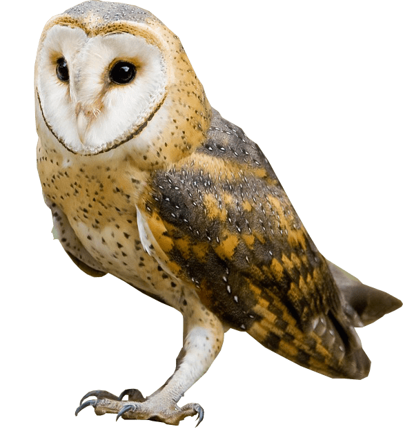 Detail Owl No Background Nomer 2