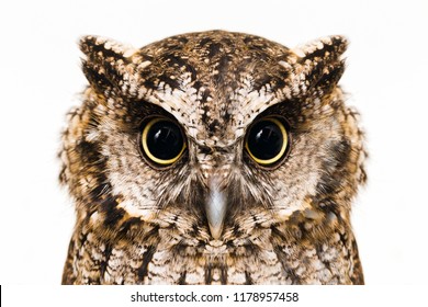 Detail Owl Photos Free Nomer 11