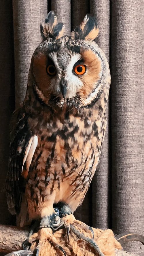 Detail Owl Photos Free Nomer 46