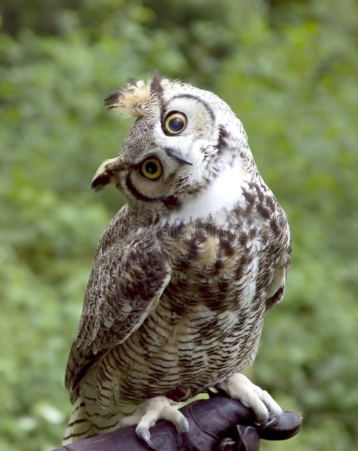 Detail Owl Pics Free Nomer 4
