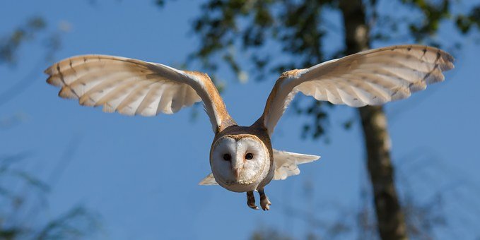 Detail Owl Pics Free Nomer 33