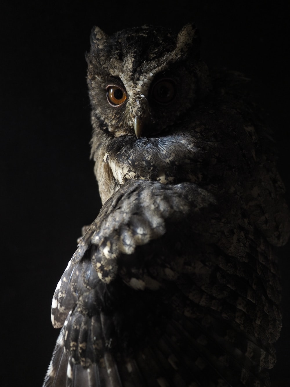 Detail Owl Pics Free Nomer 39