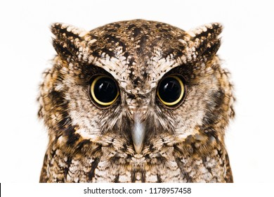 Detail Owl Pics Free Nomer 8