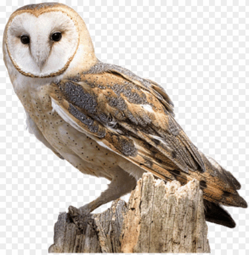 Detail Owl Png Nomer 23