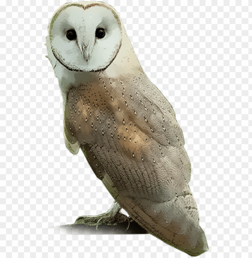 Detail Owl Png Images Nomer 16