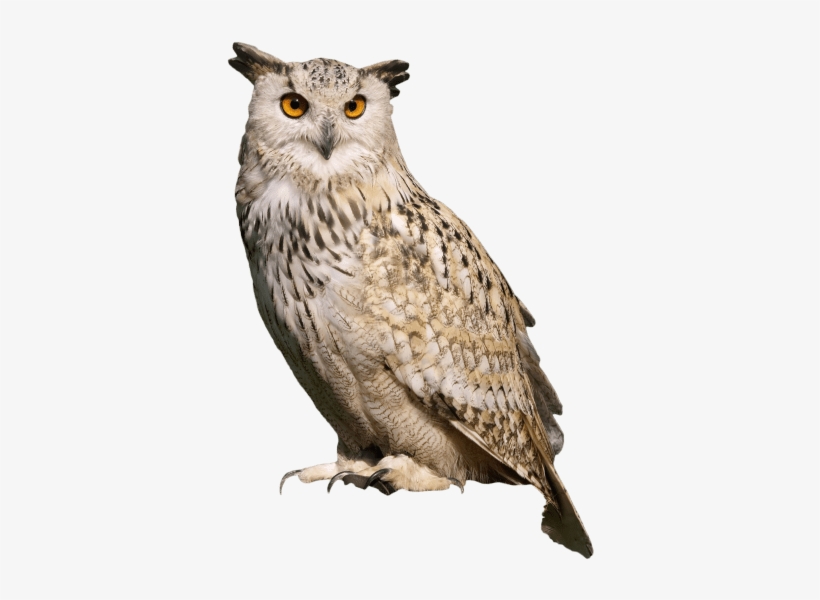 Detail Owl Png Images Nomer 17