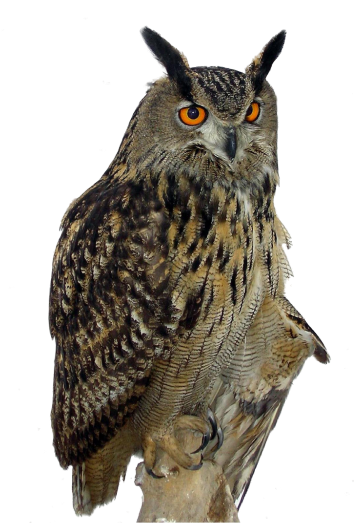 Detail Owl Png Images Nomer 18
