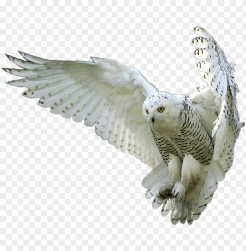 Detail Owl Png Images Nomer 25