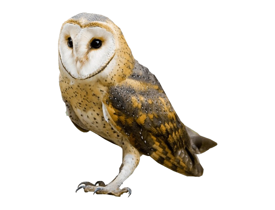 Detail Owl Transparent Nomer 2