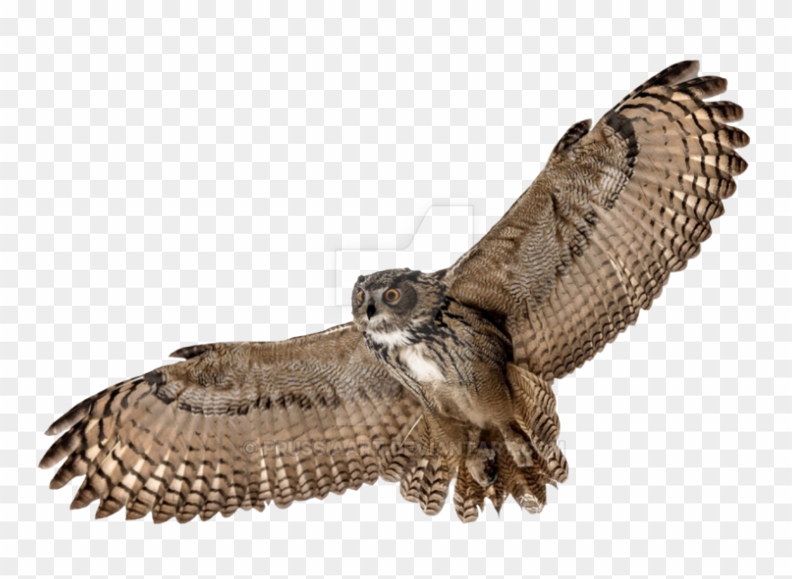 Detail Owl Transparent Nomer 12