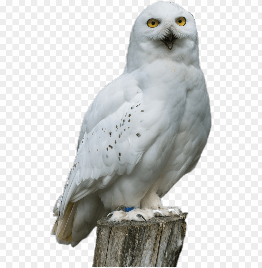 Detail Owl Transparent Nomer 18