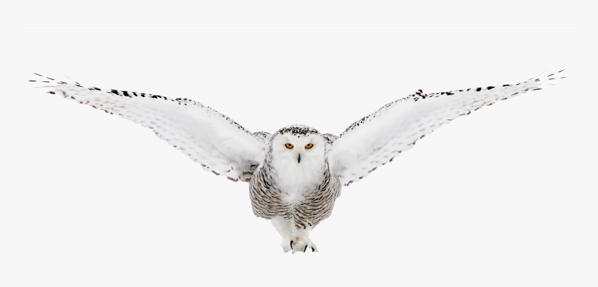 Detail Owl Transparent Nomer 22