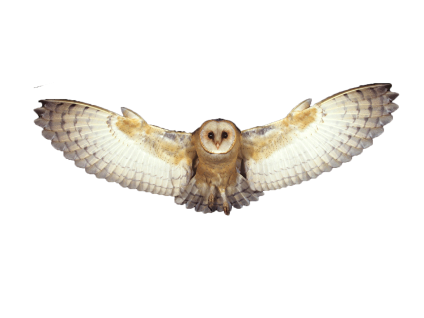 Detail Owl Transparent Nomer 25