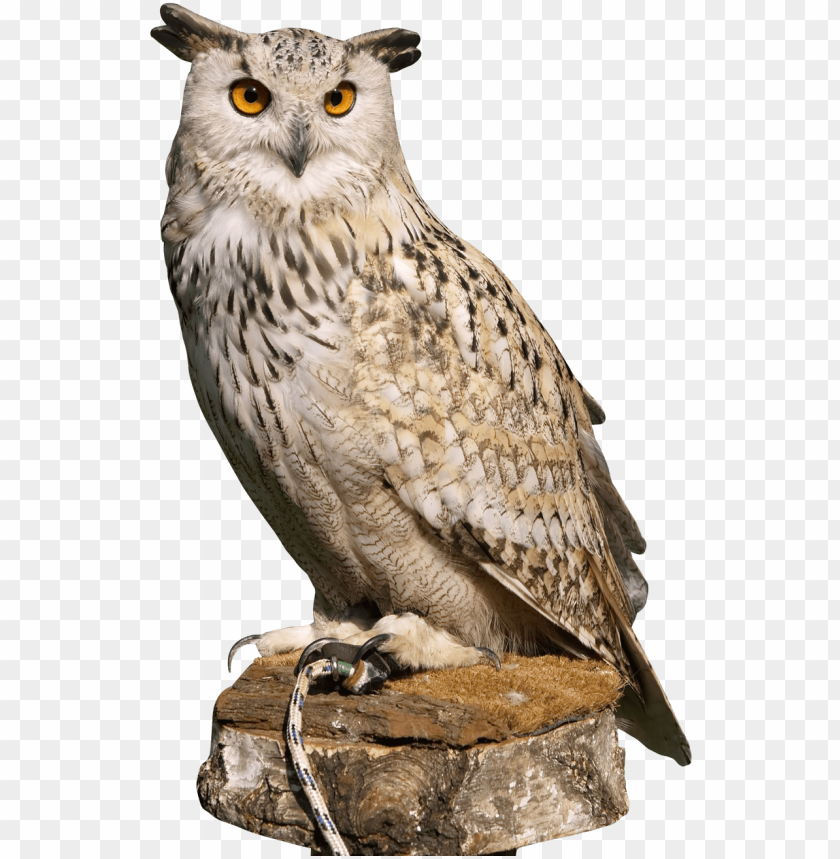 Detail Owl Transparent Nomer 4